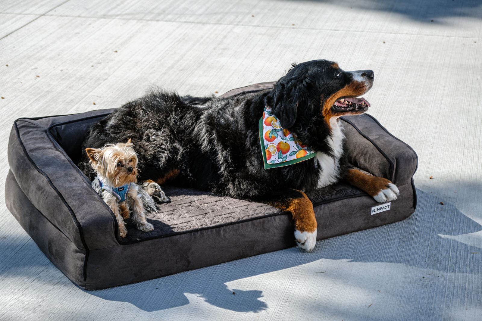 cozy outdoor relaxation with bernese and yorkshire terrier